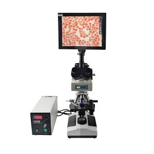 fluorescent biological microscope